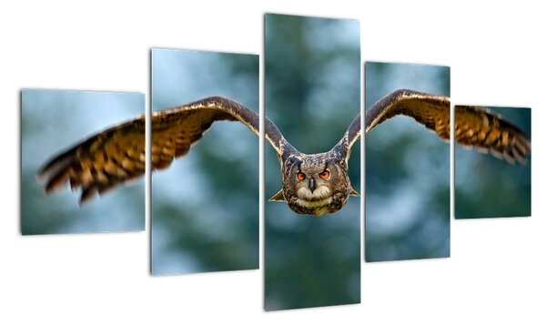 Obraz letiaci sovy (Obraz 125x70cm)