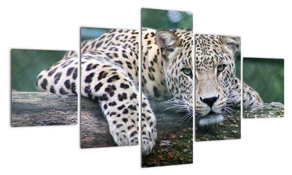 Obraz leopard (Obraz 125x70cm)