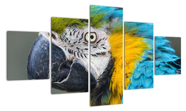 Papagáj - obraz (Obraz 125x70cm)