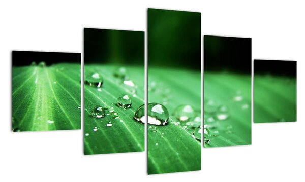 Kvapky vody - obraz (Obraz 125x70cm)