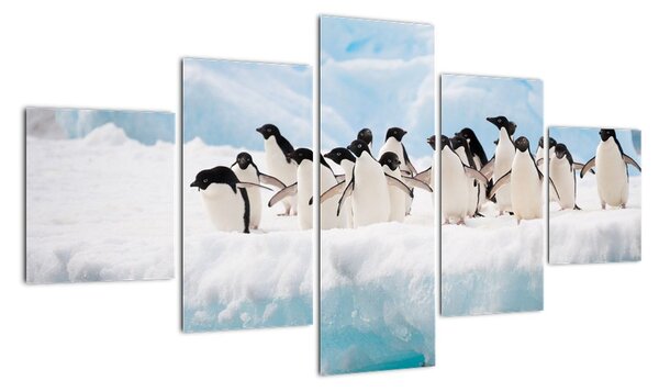 Tučniaci - obraz (Obraz 125x70cm)