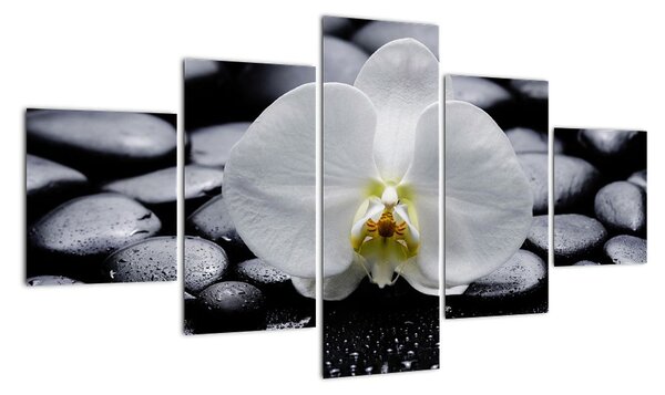 Kvet orchidey - obraz (Obraz 125x70cm)