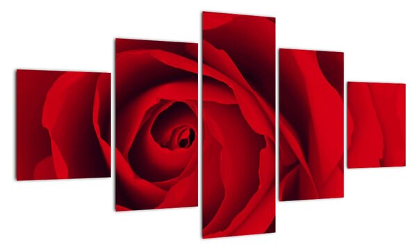Detail červené ruže - obraz (Obraz 125x70cm)