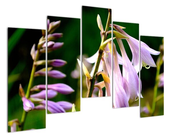 Kvety - obraz (Obraz 125x90cm)