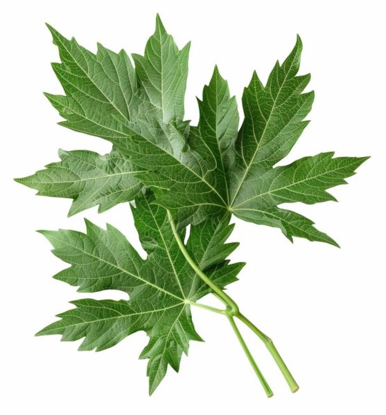 Aromatický vankúš Mugwort 50x70 cm EMI
