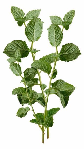Aromatický vankúš Mint 50x70 cm EMI