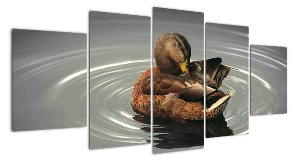Obraz - kačice vo vode (Obraz 150x70cm)