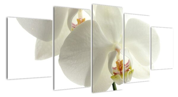 Obraz - orchidea (Obraz 150x70cm)