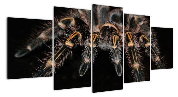 Obraz - Tarantula (Obraz 150x70cm)