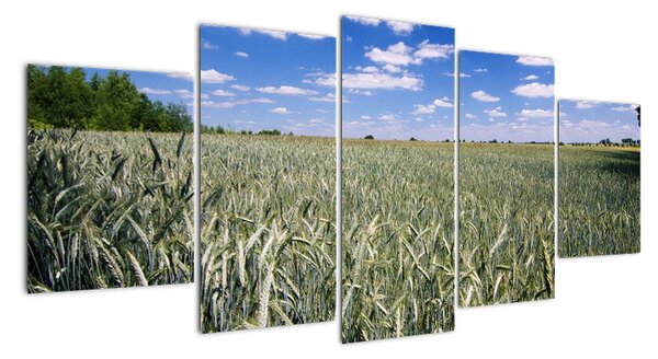 Pole pšenice - obraz (Obraz 150x70cm)