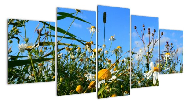 Obraz lúčnych kvetov (Obraz 150x70cm)