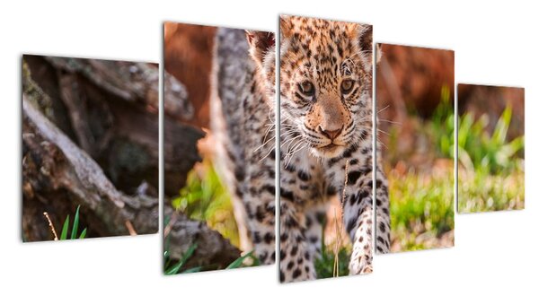 Mláďa leoparda - obraz do bytu (Obraz 150x70cm)