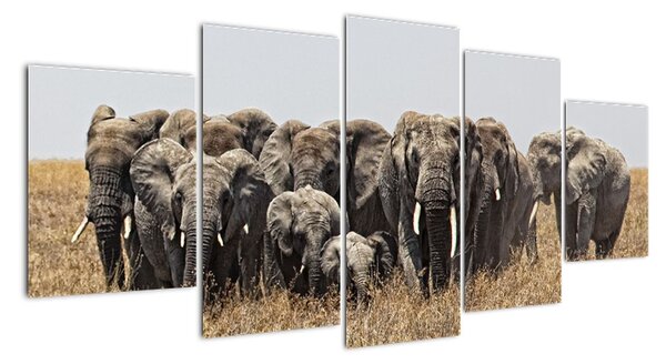 Stádo slonov - obraz (Obraz 150x70cm)