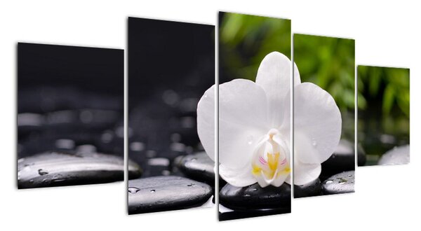 Fotka kvetu orchidey - obraz autá (Obraz 150x70cm)