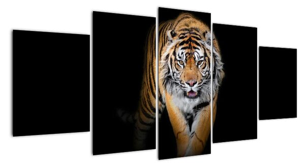 Tiger, obraz (Obraz 150x70cm)