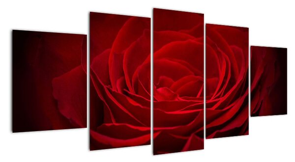 Makro ruža - obraz (Obraz 150x70cm)
