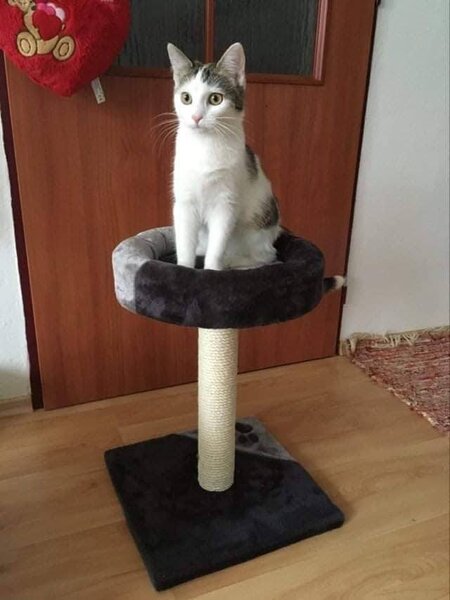 Sivé škrabadlo s odpočívadlom TARIFA 52cm, Trixie
