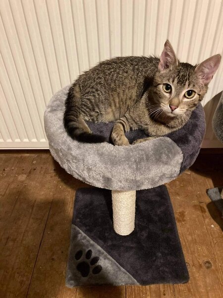 Sivé škrabadlo s odpočívadlom TARIFA 52cm, Trixie