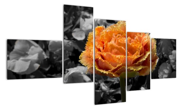 Oranžový kvet na čiernobielom pozadí - obraz (Obraz 150x85cm)