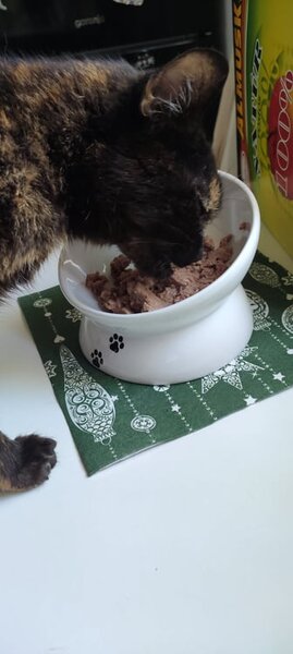 Ergonomická miska pre mačky biela 0,25l/13cm, Trixie, Výber Kupujem pre útulkáčov