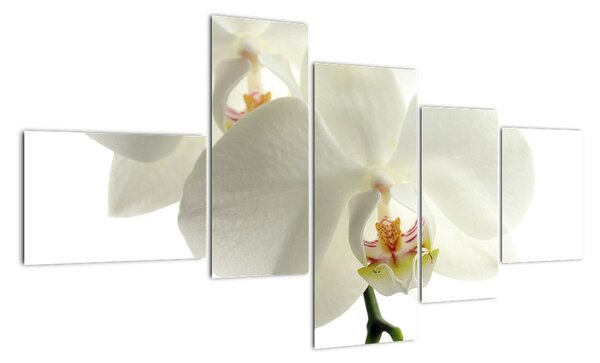 Obraz - orchidea (Obraz 150x85cm)
