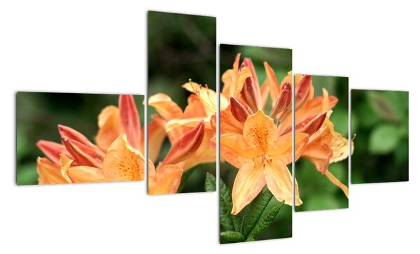 Oranžové kvety (Obraz 150x85cm)