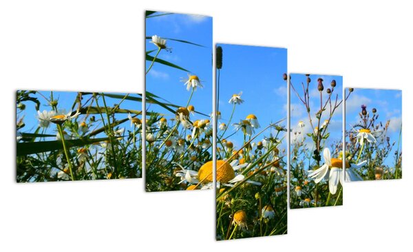 Obraz lúčnych kvetov (Obraz 150x85cm)