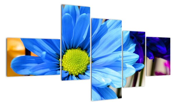 Modrá chryzantéma - obrazy (Obraz 150x85cm)