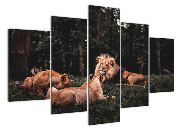 Obrazy - levy v lese (Obraz 150x105cm)