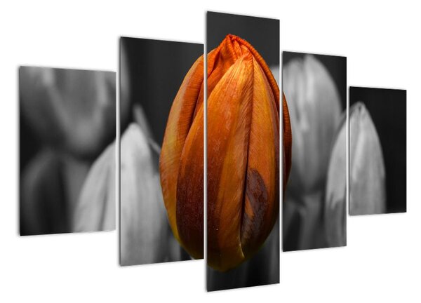 Oranžový tulipán medzi čiernobielymi - obraz (Obraz 150x105cm)