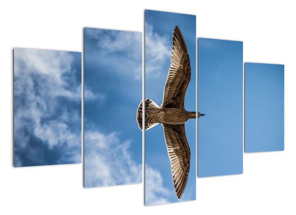 Obraz letiaceho vtáka (Obraz 150x105cm)