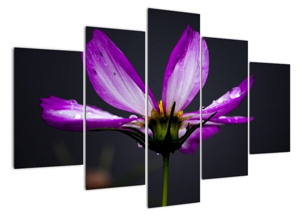 Obraz - kvety (Obraz 150x105cm)