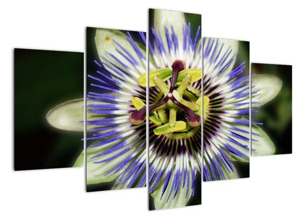 Obrazy kvetov (Obraz 150x105cm)