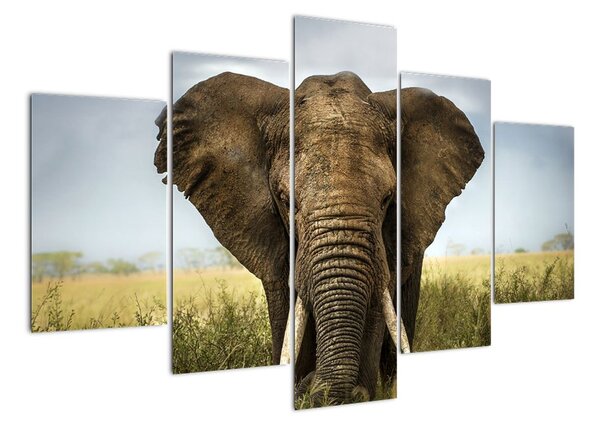 Slon - obraz (Obraz 150x105cm)