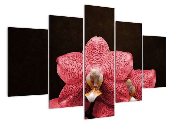 Ružová orchidea - obraz (Obraz 150x105cm)