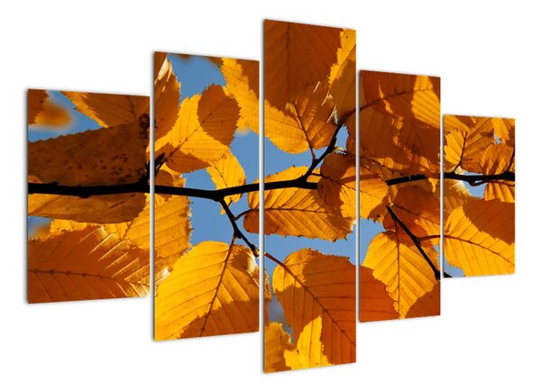 Jesenné lístie - obraz (Obraz 150x105cm)