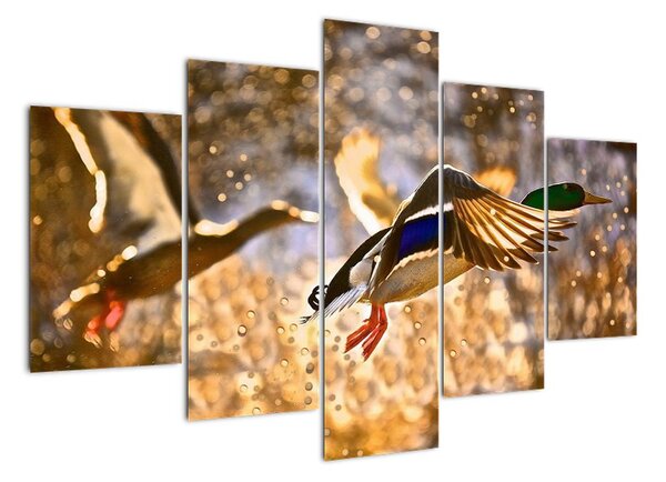 Letiaci kačice - obraz (Obraz 150x105cm)