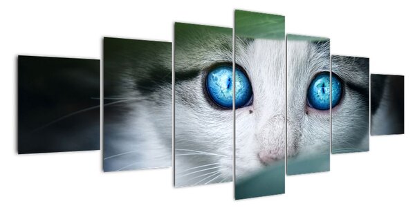 Obraz mačky, žiarivé oči (Obraz 210x100cm)