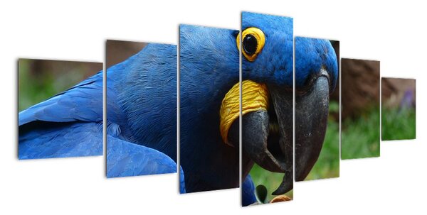 Obraz - papagáj (Obraz 210x100cm)
