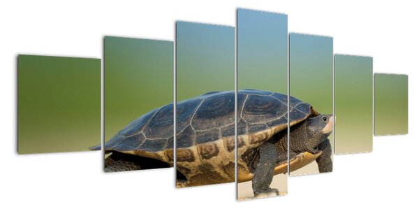 Obraz korytnačky - moderné obrazy (Obraz 210x100cm)