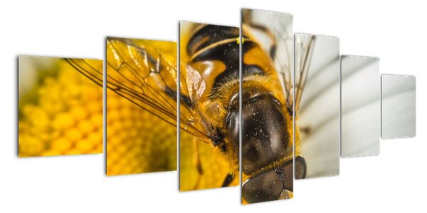 Obraz - detail včely (Obraz 210x100cm)