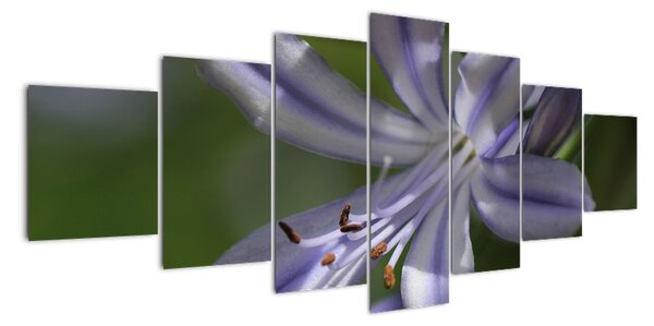 Obraz kvety (Obraz 210x100cm)