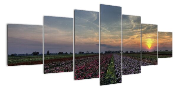 Obraz pole s kvetinami (Obraz 210x100cm)