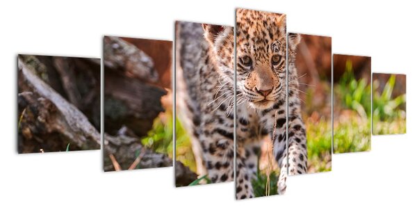 Mláďa leoparda - obraz do bytu (Obraz 210x100cm)