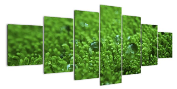 Detail trávy - obraz (Obraz 210x100cm)