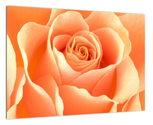 Obraz oranžové ruže (Obraz 60x40cm)