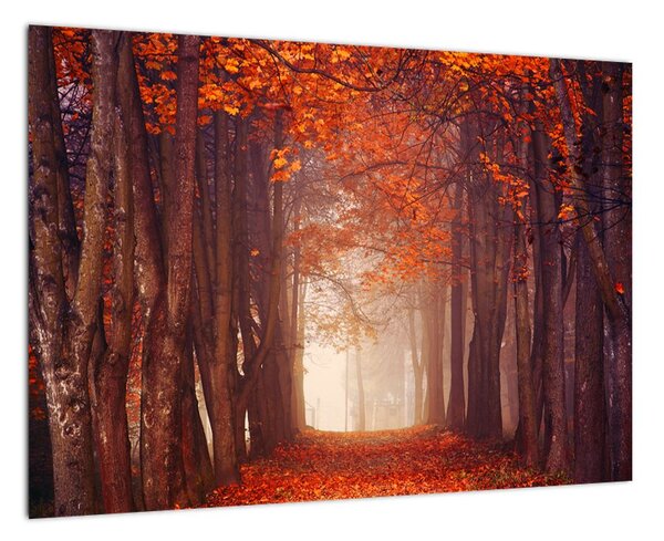 Jesenné les - obraz (Obraz 60x40cm)