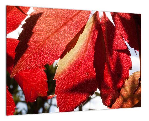 Obraz červených listov (Obraz 60x40cm)