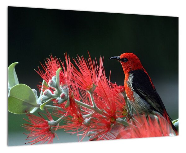 Obraz vtákov - červená (Obraz 60x40cm)