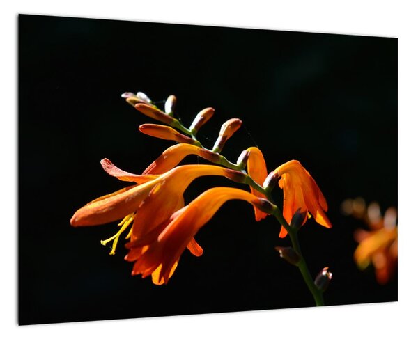 Obraz detailu kvety (Obraz 60x40cm)